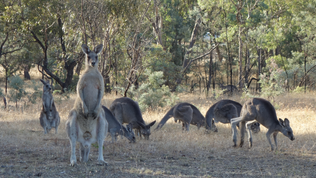 Best Trails, Hikes, and Nature Walks in Canberra